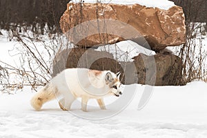 Red Marble Fox Vulpes vulpes Stands in Snow Near Piled Rocks