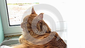Red marble Maine coon cat lies by the window near a white tulle curtain, lazily washes and licks its paws