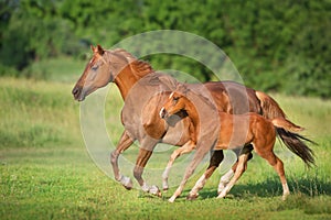 Red mare and foal