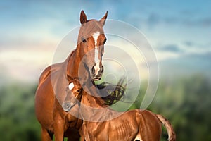 Red mare and foal