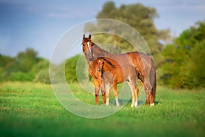 Red mare and foal