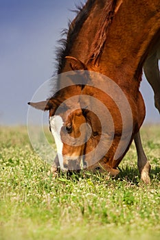 Red mare with foal