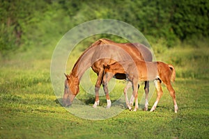 Red mare and foal grazing