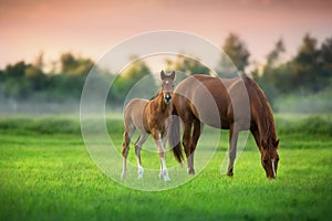 Red mare and foal on green meadow