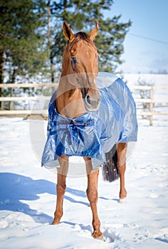 Red mare horse in blanket