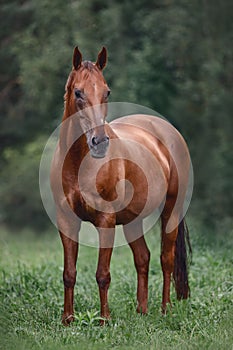 Red mare horse with long brown tail on forest background