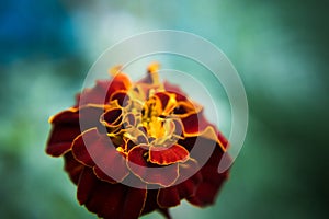 Red Marigold flower in a close shot