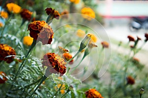 Red Marigold flower in a Garden