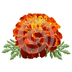 Red Marigold (Tagetes)