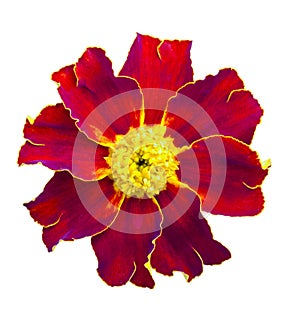 Red marigolds isolated. Beautiful flower on white background