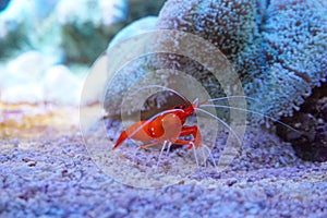 Red marine shrimp Lysmata debelius