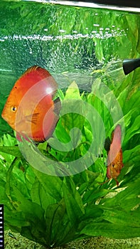 Red marlboro discus fish pair