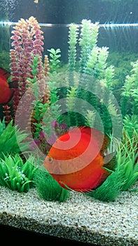 Red Marlboro discus fish