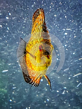 Red Marlboro Discus a fresh water tropical fish native to the Amazon River in Brazil