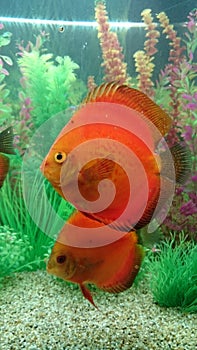 Red Marlboro discus pair