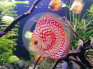 Red Marlboro Fish