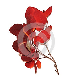 Red maroon barberry branch highlighted on a white background