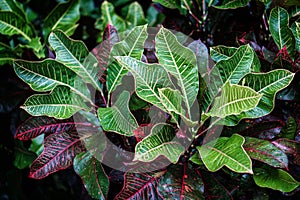 Red maroon green leaf with yellow line black background