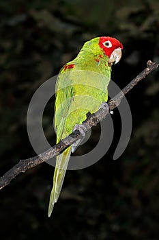 Red-masked conure on a branch