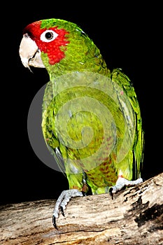 Red-Masked Parakeet