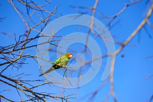 Red-masked parakeet in a branch