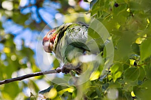 Red-masked parakeet (Psittacara erythrogenys) perched on a branch photo