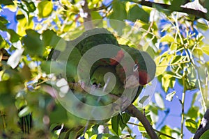 Red masked parakeets (Psittacara erythrogenys) perched on a branch