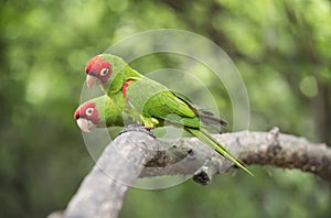 Red-masked parakeets photo