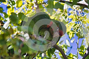 Red masked parakeets (Psittacara erythrogenys) perched on a branch photo