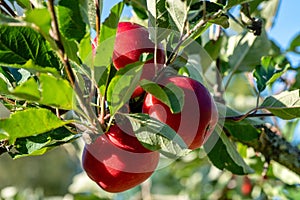 Red mature apples still growing in a tree, surrounded by green leafs in sunshine