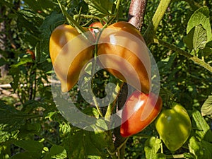 Red mature  tomatoes in the eco bio garden.