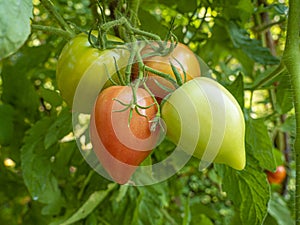 Red mature  tomatoes in the eco bio garden.