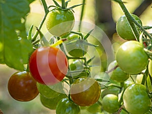 Red mature  tomatoes in the eco bio garden.