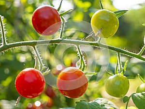 Red mature  tomatoes in the eco bio garden.