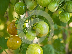 Red mature  tomatoes in the eco bio garden.