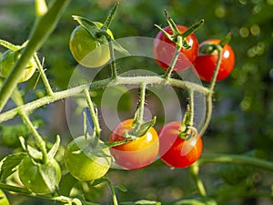 Red mature  tomatoes in the eco bio garden.