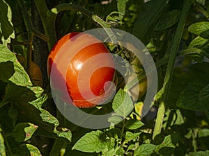 Red mature  tomatoes in the eco bio garden.