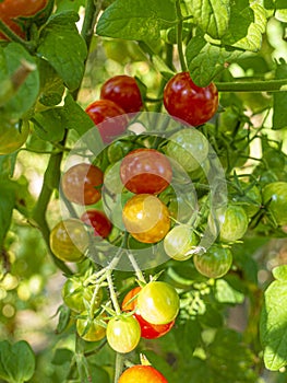 Red mature  tomatoes in the eco bio garden.