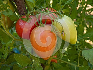 Red mature  tomatoes in the eco bio garden.