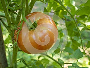 Red mature  tomatoes in the eco bio garden.