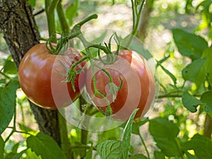 Red mature  tomatoes in the eco bio garden.