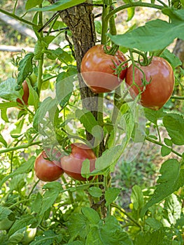 Red mature  tomatoes in the eco bio garden.