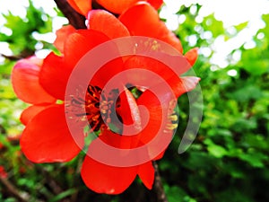 Beautiful red mauleÃÂ´s quince flower photo