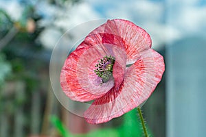 Red mauve poppy in full bloom on a summer day
