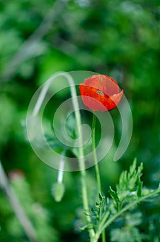 Red meadow poppy flowers, copy space. Selective focus