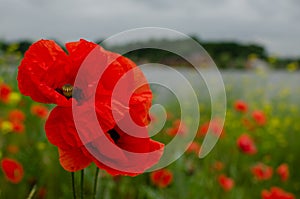 Red meadow poppy flowers, copy space. Selective focus