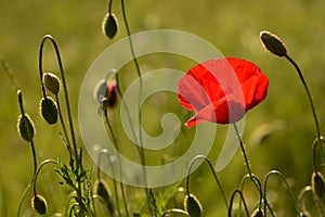 Red meadow poppy at sunset with green nature blur background