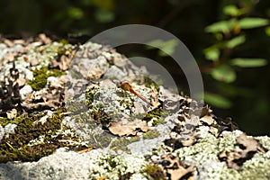 Red meadowhawk dragonfly at Mud Pond in Sunapee, New Hampshire