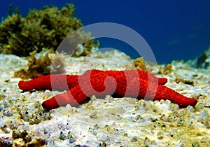 Red Mediterranean sea star - Echinaster sepositus