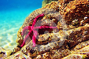 Red Mediterranean sea star - Echinaster sepositus